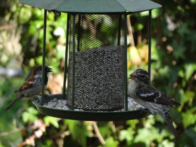 Garden Bird Watching Flowers West Asheville Yards Asheville Mountains 1