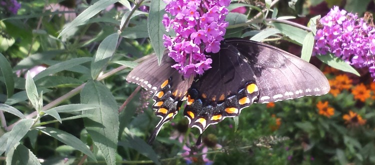 Garden Bird Watching Flowers West Asheville Yards Asheville Mountains 4