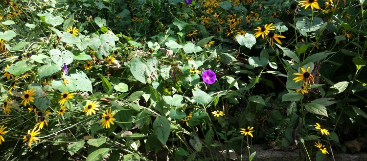 Garden Morning Glories West Asheville/3