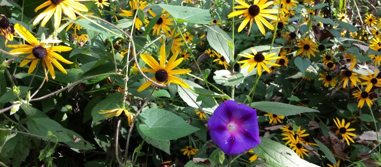 Garden  Morning Glories West Asheville/1