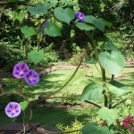 Garden Morning Glories West Asheville/4